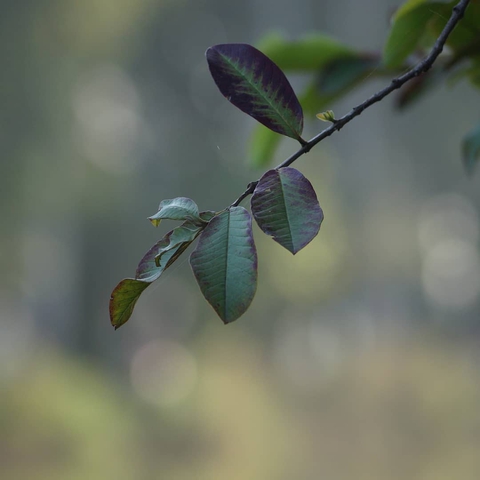 hình nền eyewear, twig