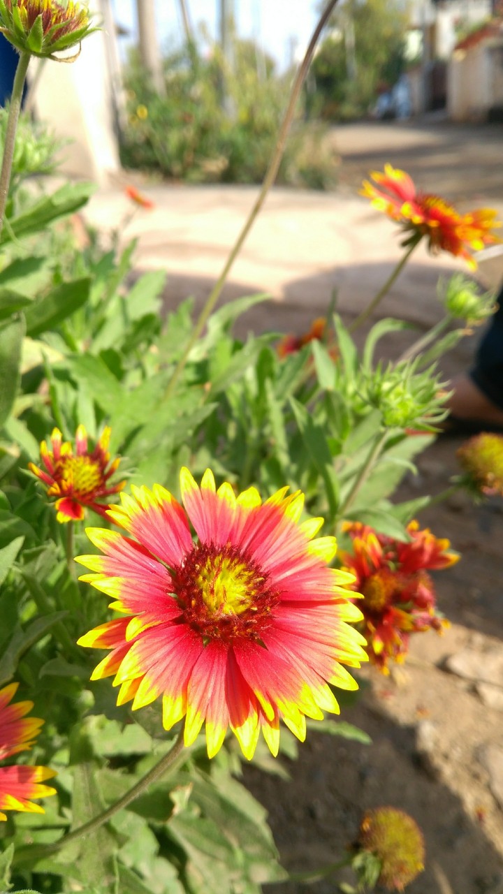 Flower