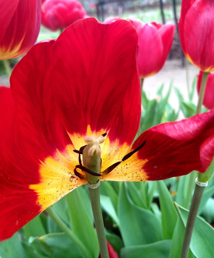 flower