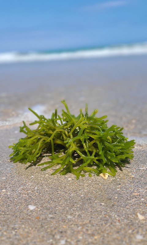 ταπετσαρίες beach, Water
