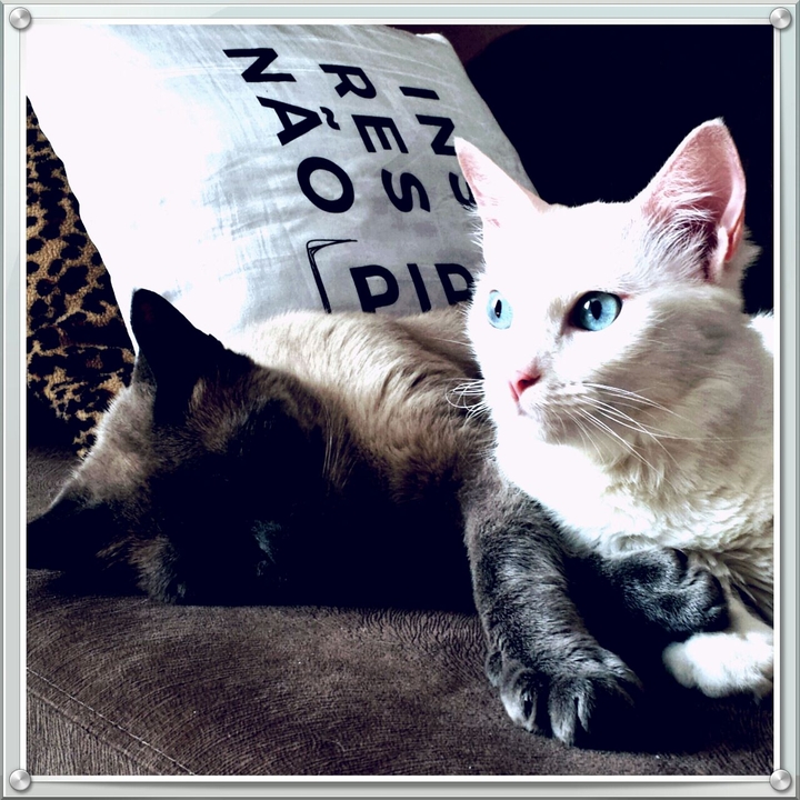 Meus gatos.
