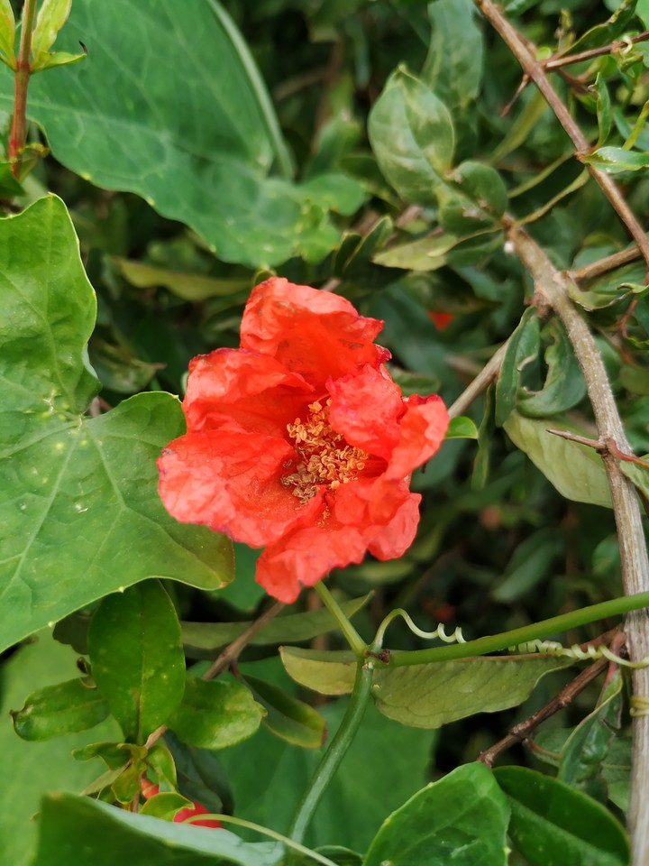 Pomegranate Flower ?️