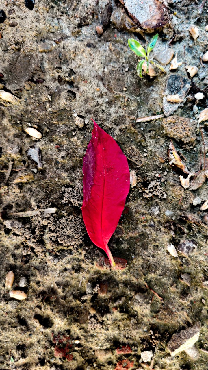 red