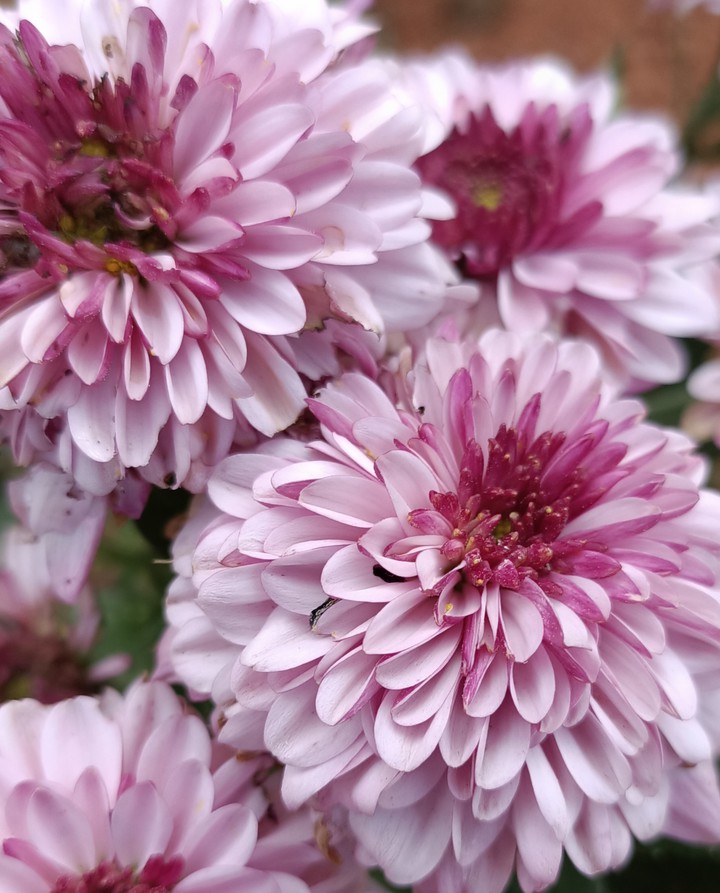 purple chrysanthemums