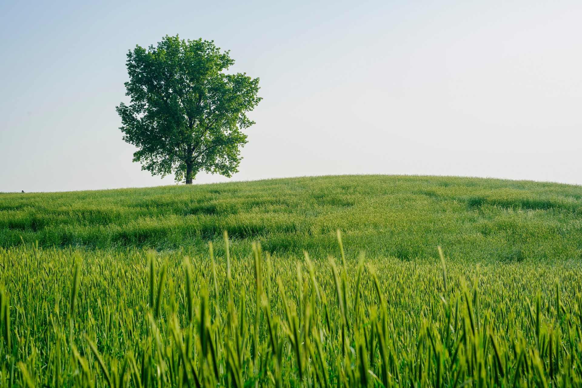 Green Field and Tree