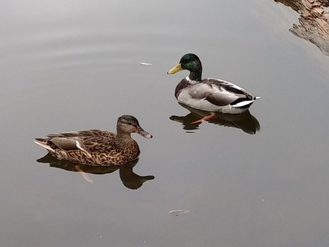 Lovey Duckys