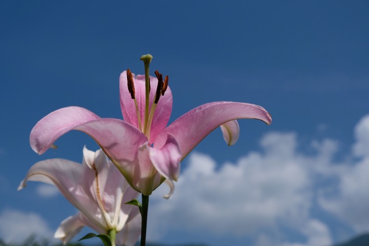 Lily