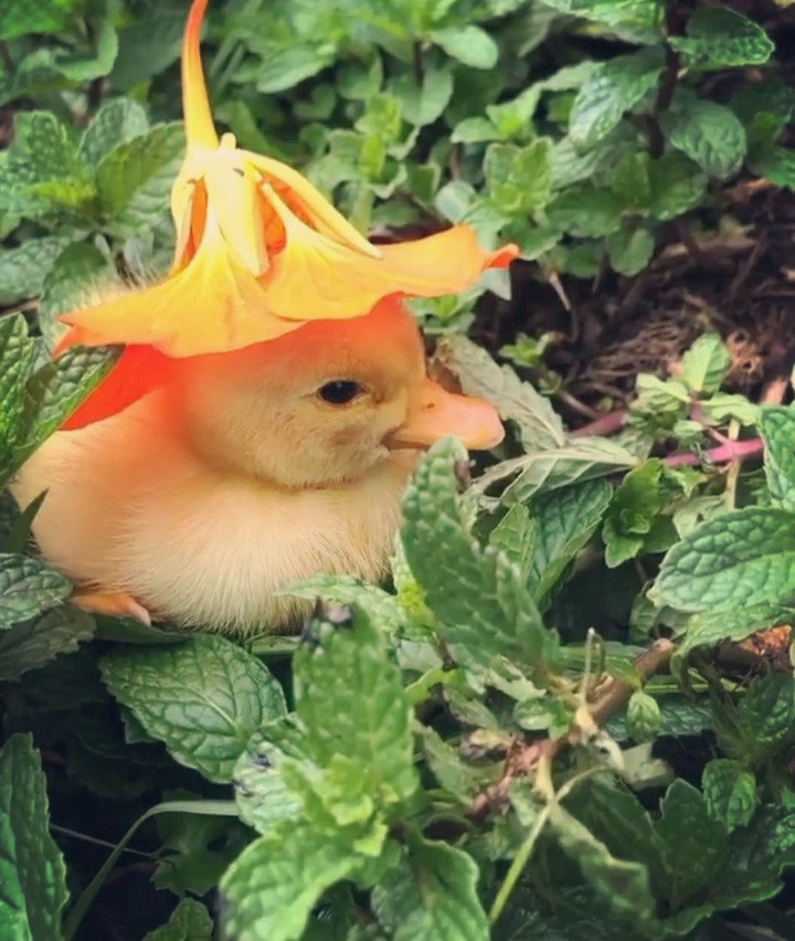 птица