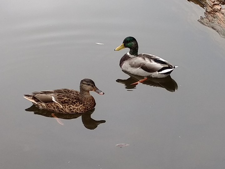 Lovey Duckys
