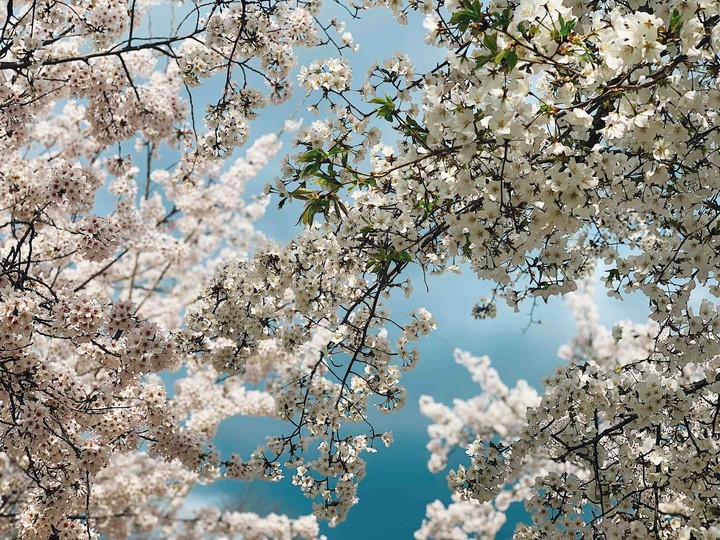 cherry blossoms