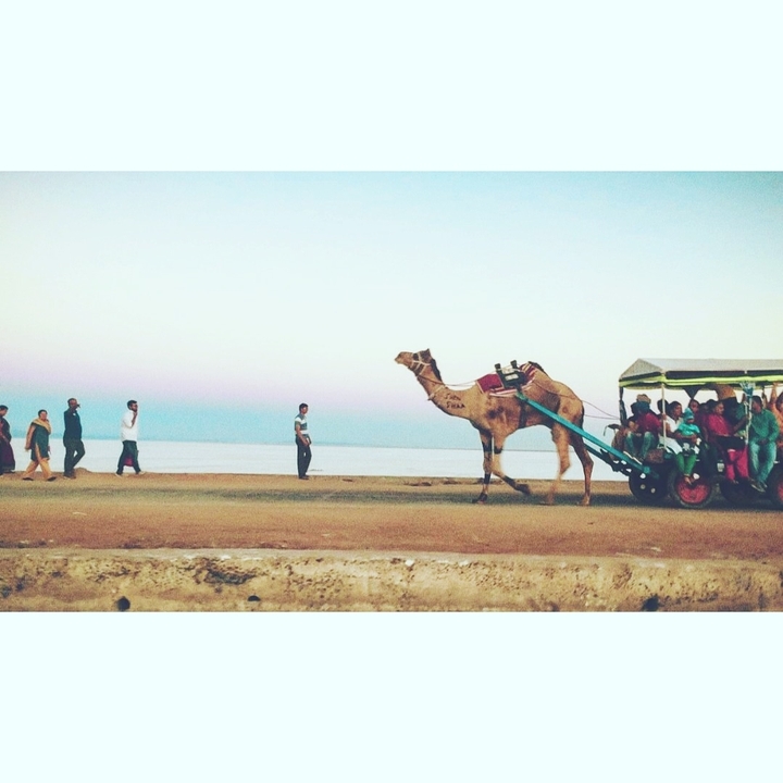 camel at kutch