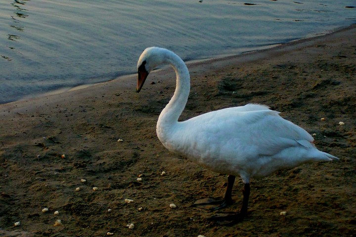 Powidz - swan