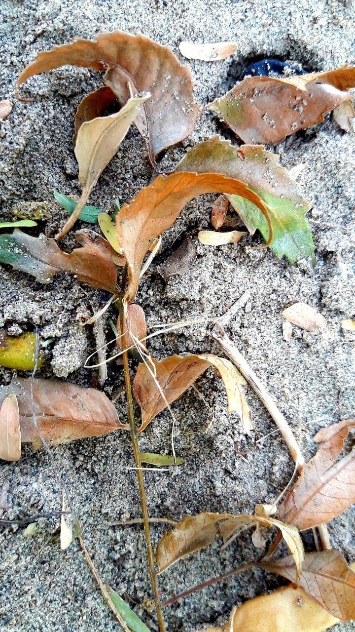 leaves