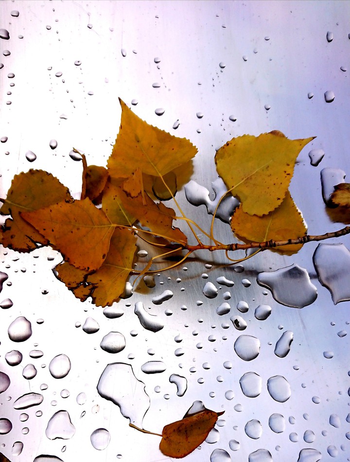 Autumnal tears