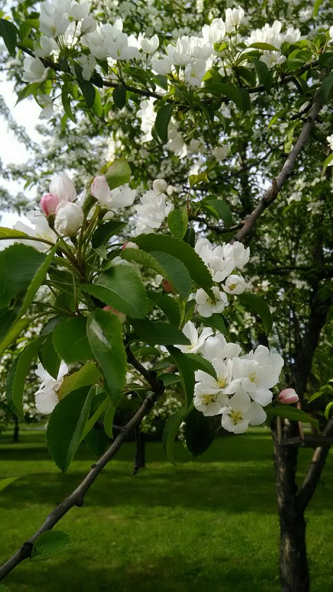 Apple tree