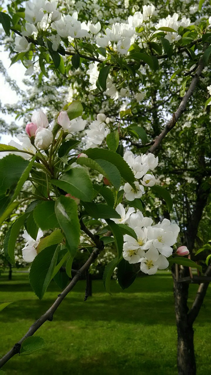 Apple tree