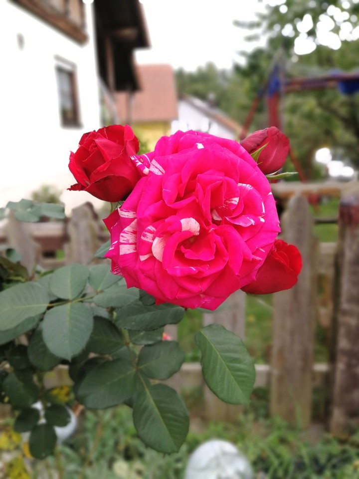 Wunderschöne Rose im Garten