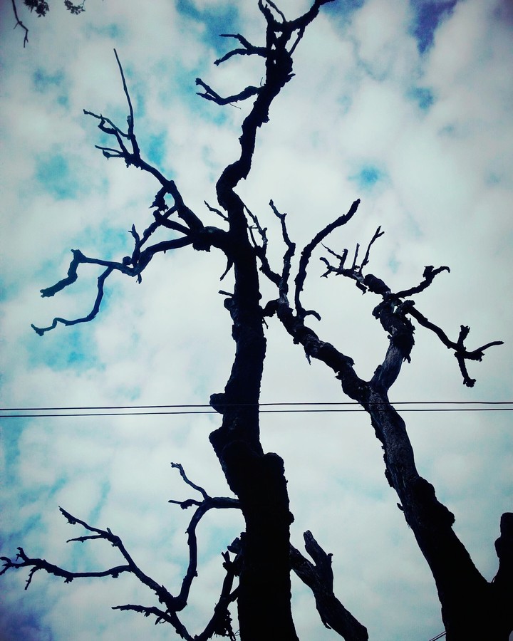 the enchanted tree 
