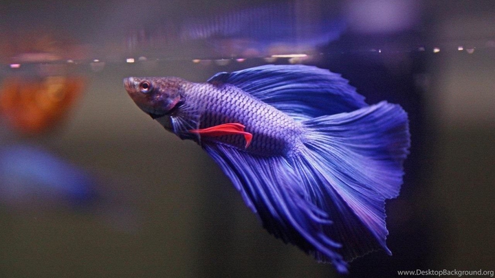 purple betta fish