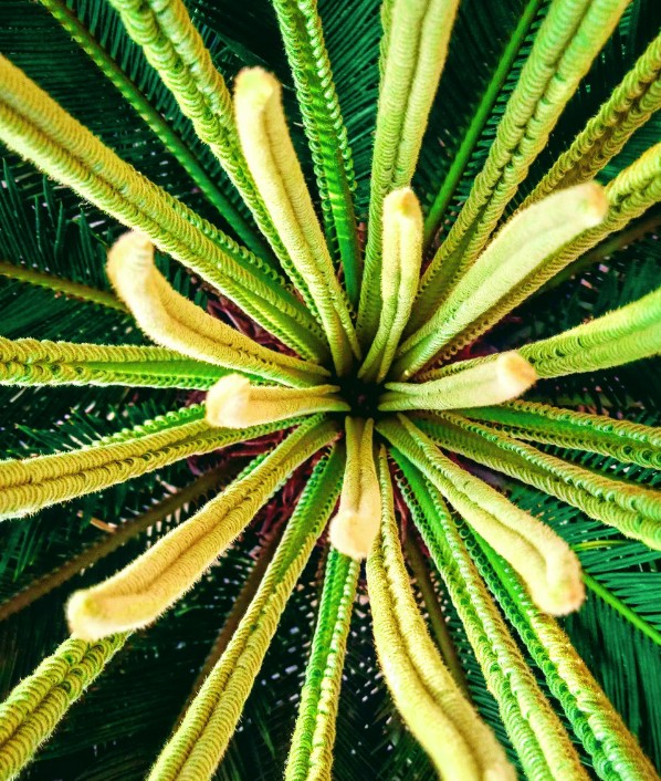 new leaves
