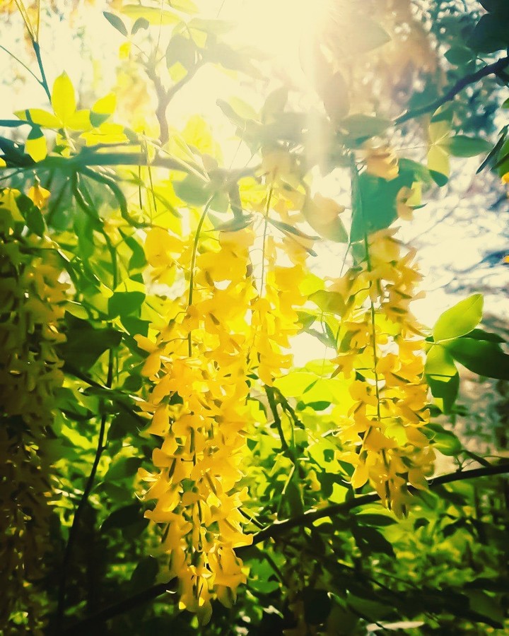 Golden glory