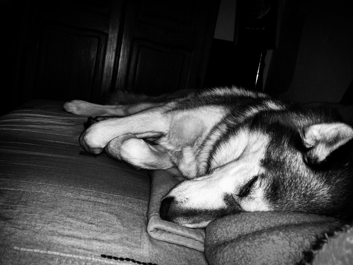 Husky in the bed❤