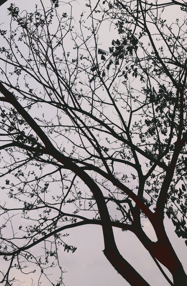 Branch