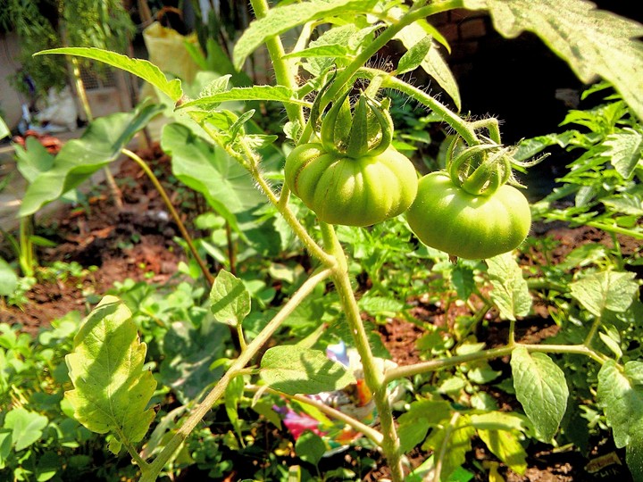 Tomato