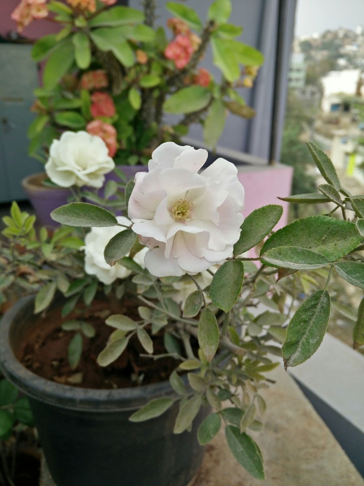 A White Rose