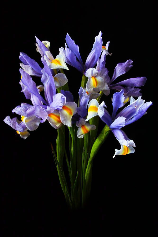 #Flowers