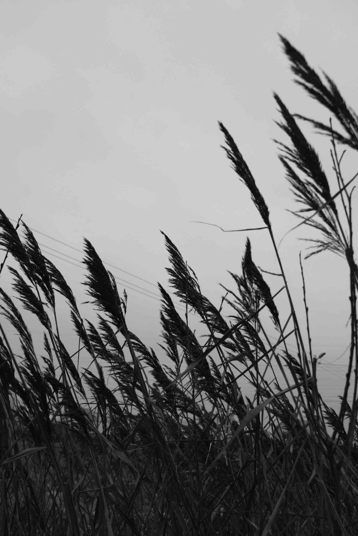 windy