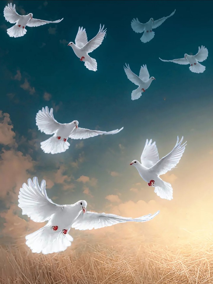 Dove