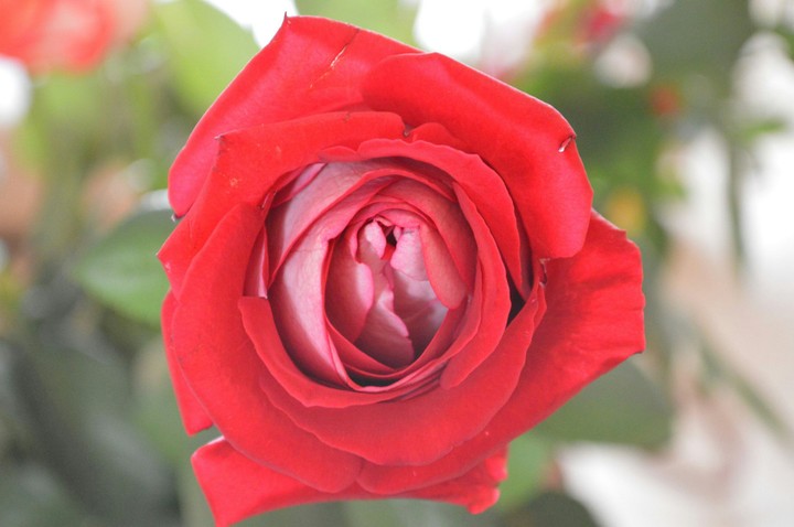 Red Rose