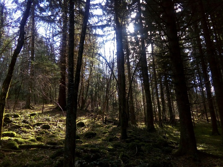 forêt ombragée