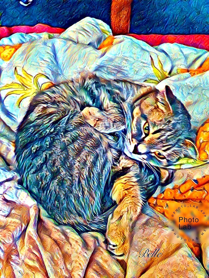 кошачья думка