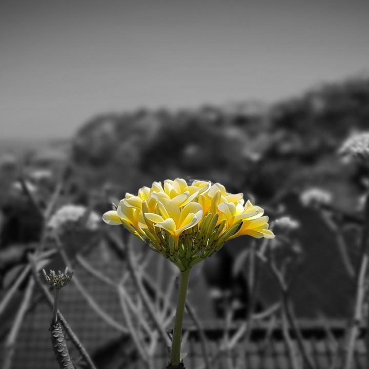 yellow flower
