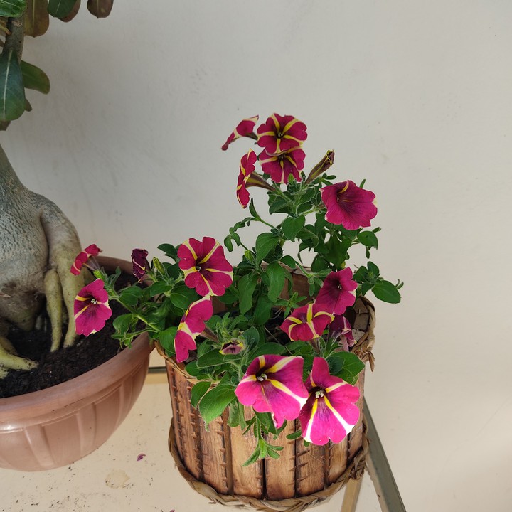 Flor