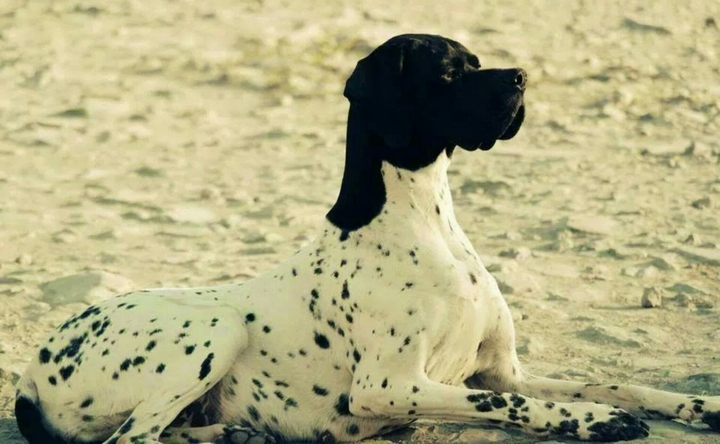 chien pointer