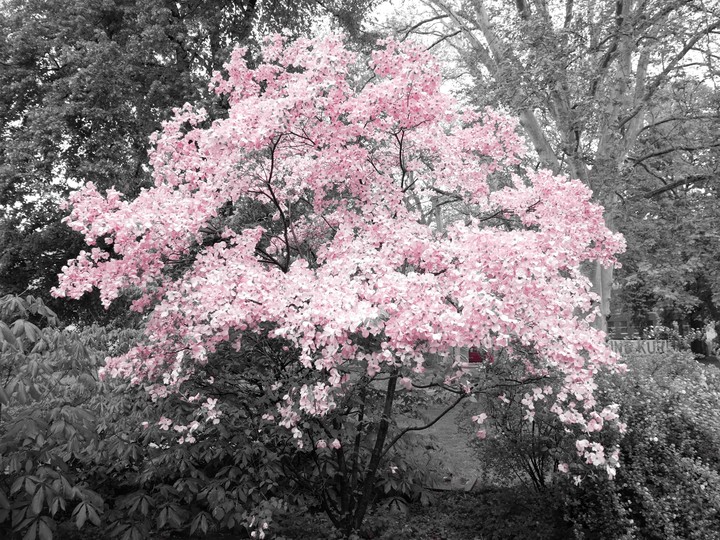 pretty in pink