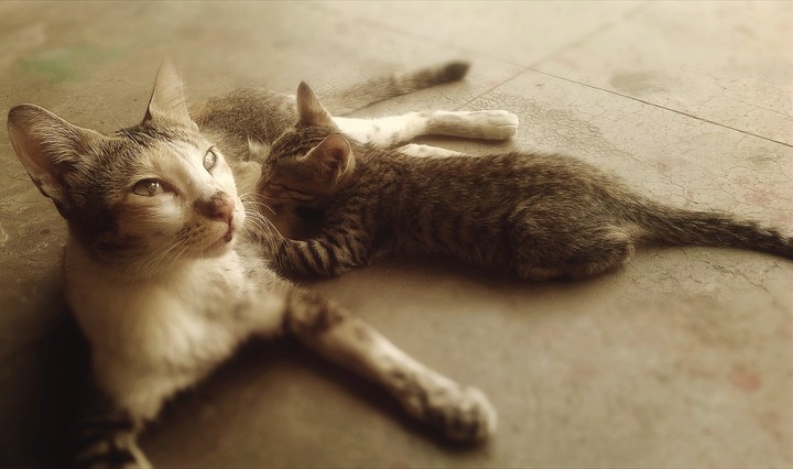 cat
