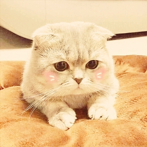 CAT_sama