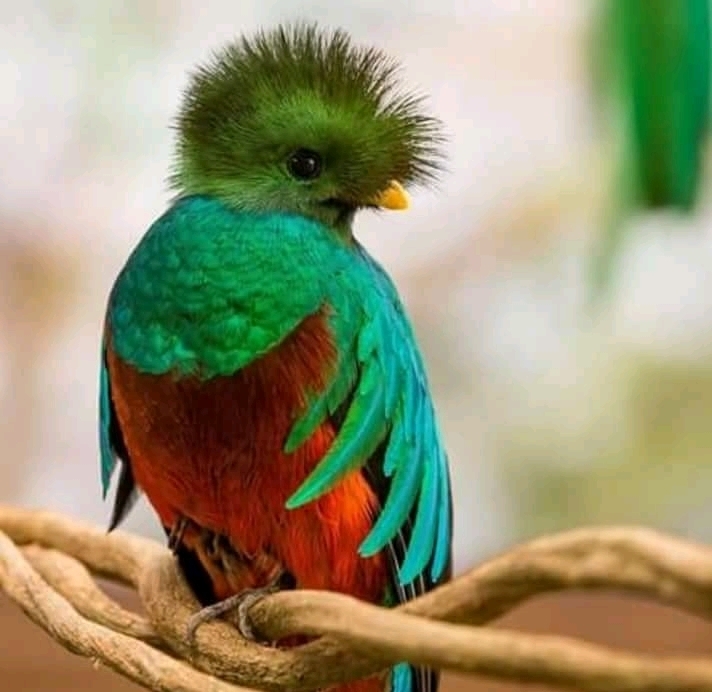 Quetzal Ave símbolo