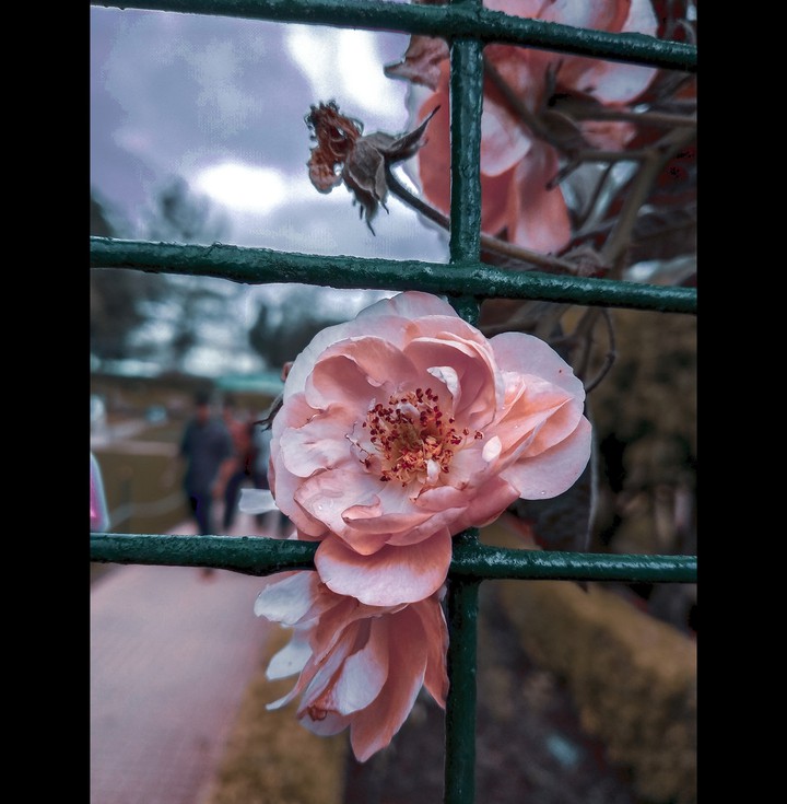 Quince flower