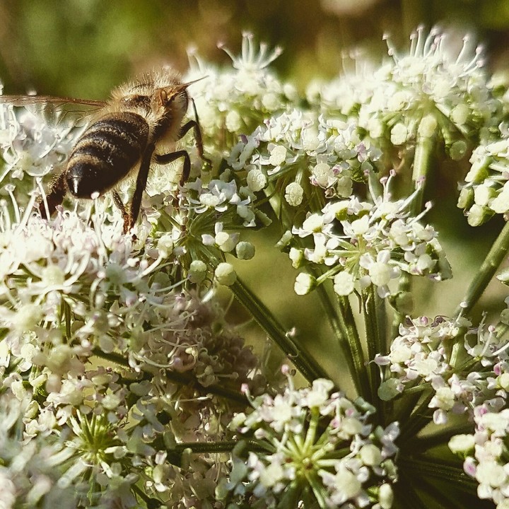 Flower and bee