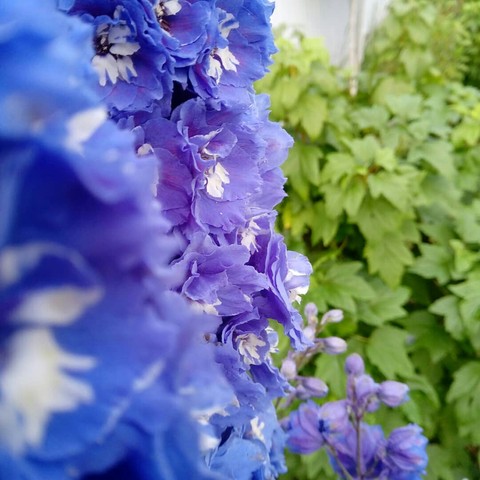 delphinium