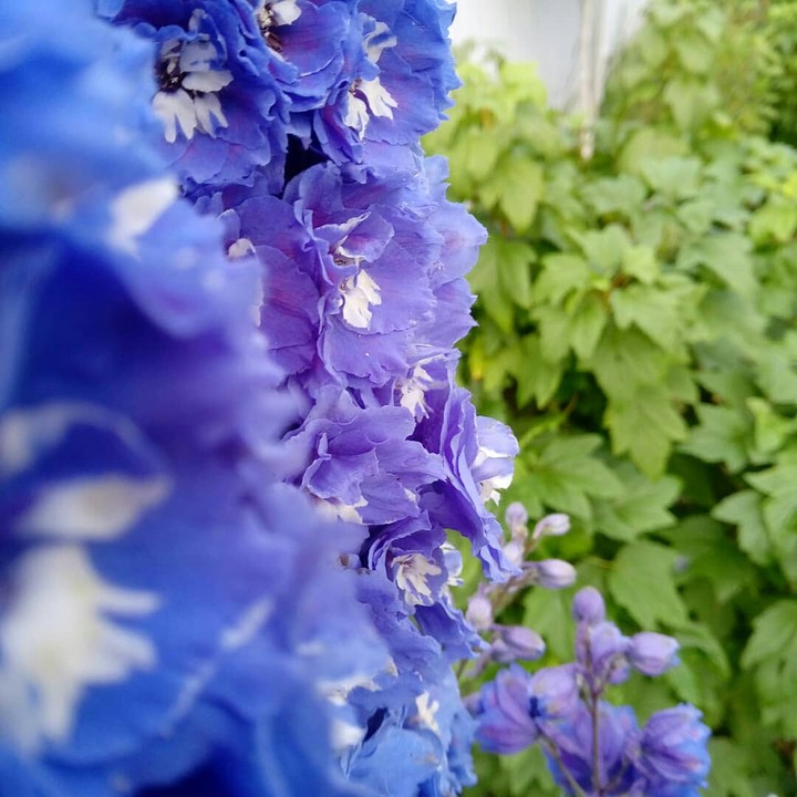 delphinium