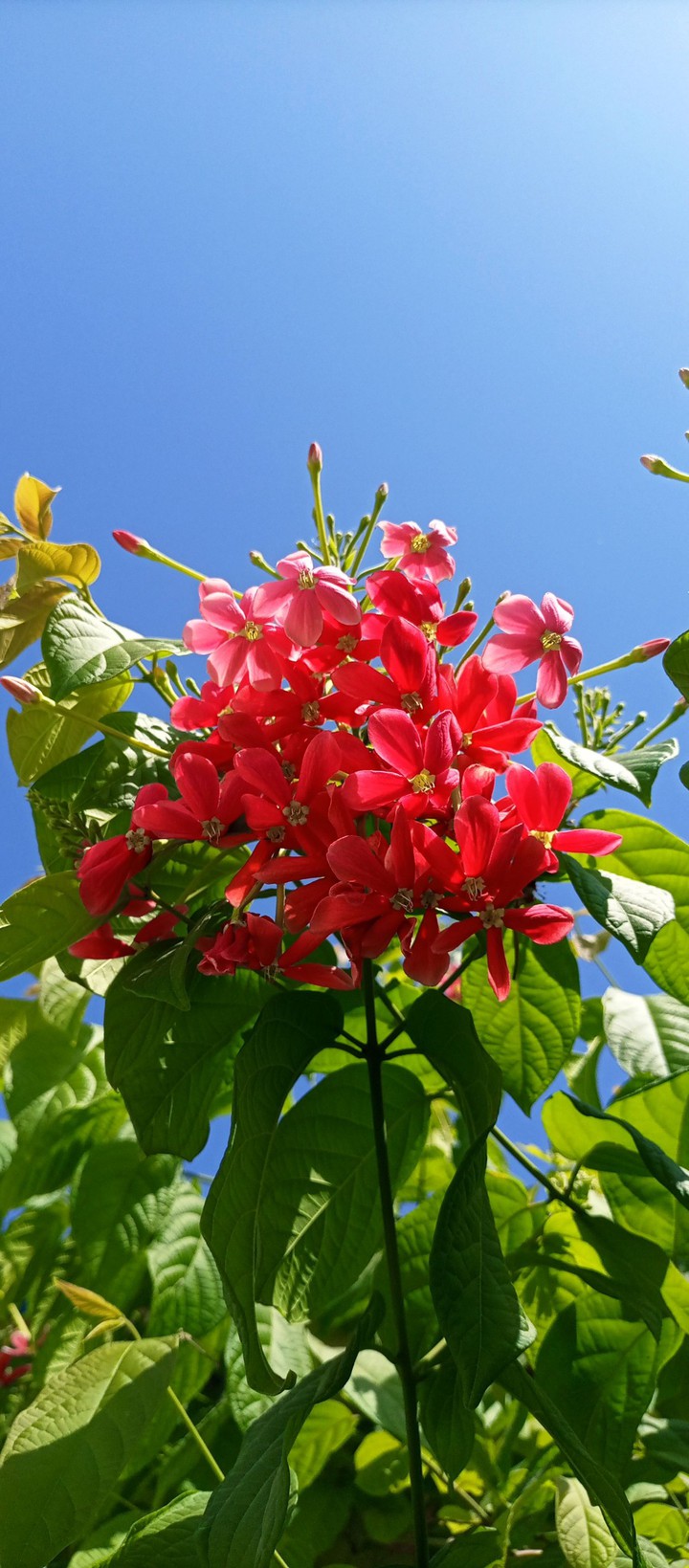 Nature blooming