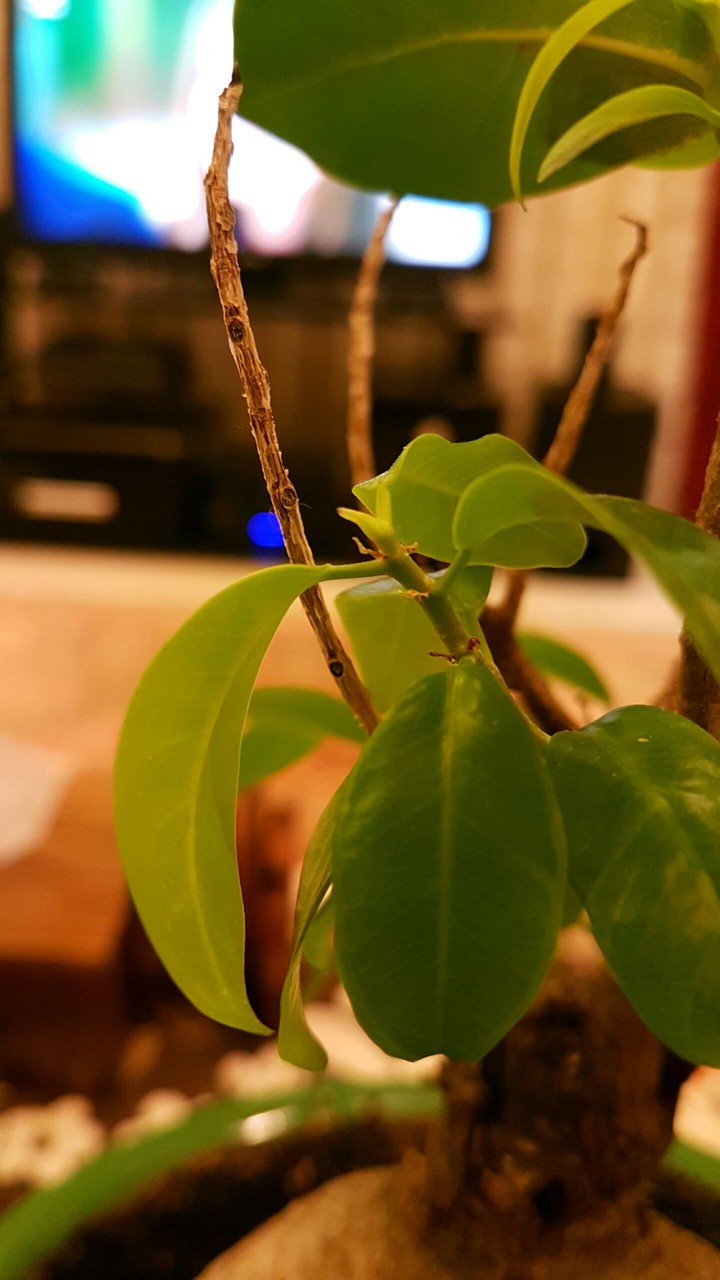 greenery