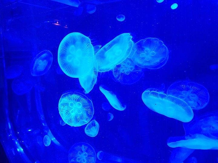 Méduses au bleu