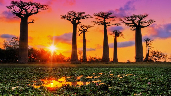 Деревья, природа, закат, солнце, nature, trees